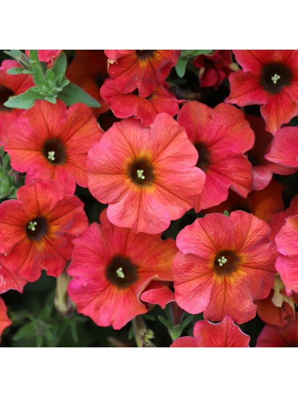 Petunia Beautial Cinnamon