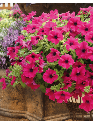 Surfinia Giant Purple