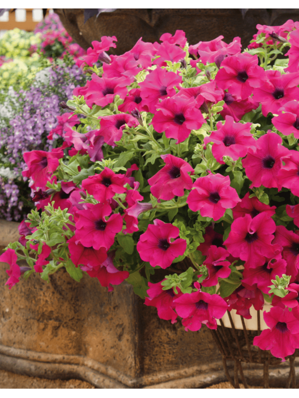 Surfinia Giant Purple