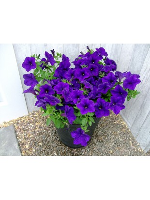 Petunia Surfinia Blue