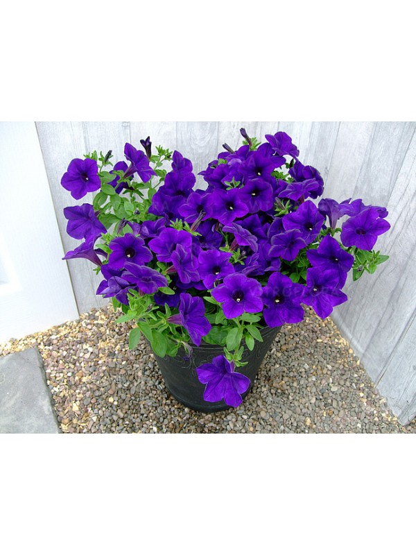 Petunia Surfinia Blue