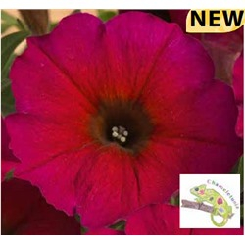 petunia-beautical-bordeaux