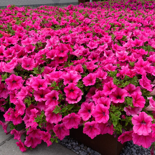 petunia-surfinia-hot-pink