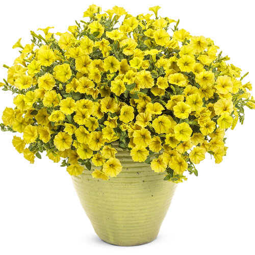 petunia-mini-vista-yellow