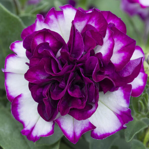 petunia-tumbelina-compact-nicola