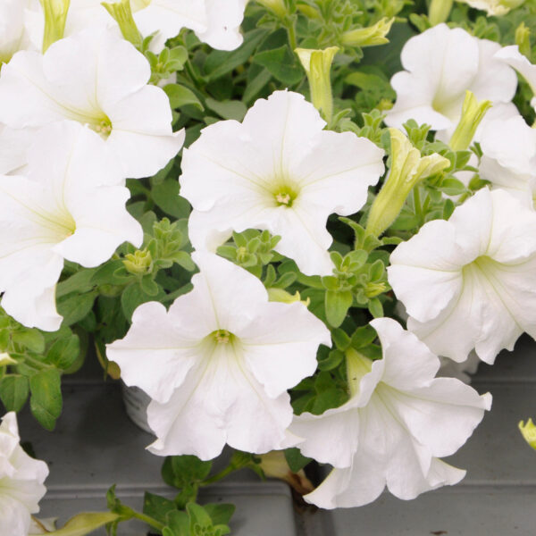 petunia-conchita-grande-white