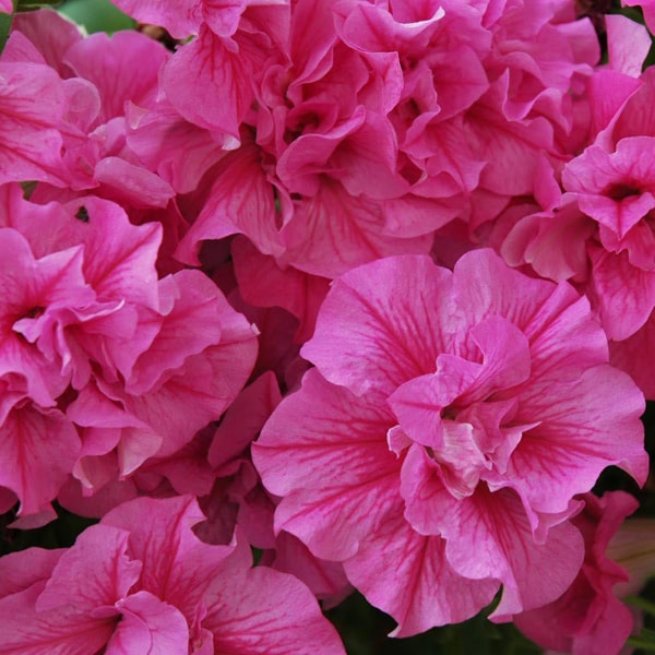 petunia-tumbelina-candyfloss