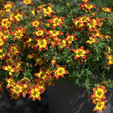 bidens-eldoro-red-nails