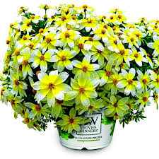 bidens-electric-white