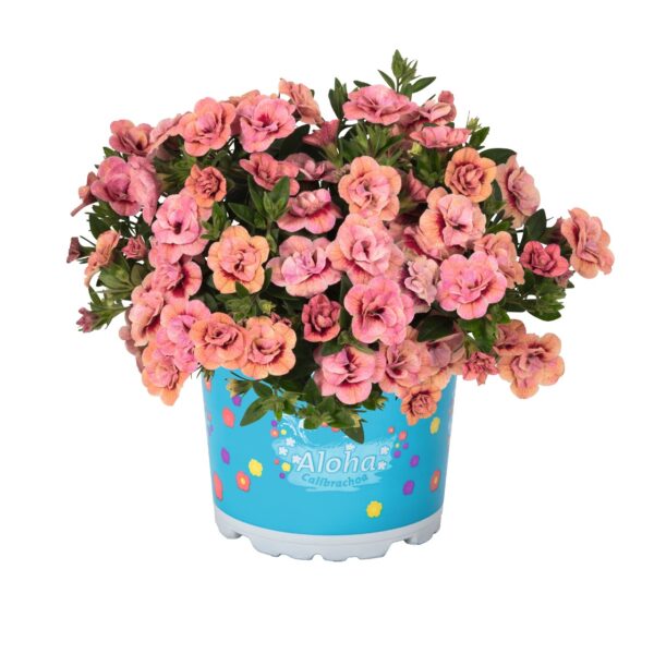 calibrachoa-aloha-double-apricot