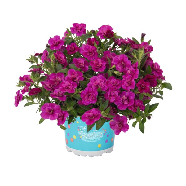calibrachoa-aloha-double-purple