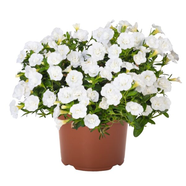 calibrachoa-aloha-double-white