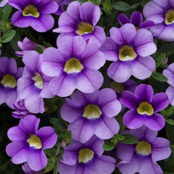 calibrachoa-bloomtastic-blue-sky