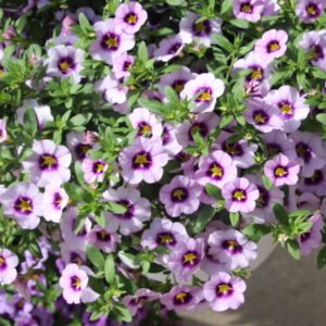calibrachoa-bloomtastic-lavender-quartz