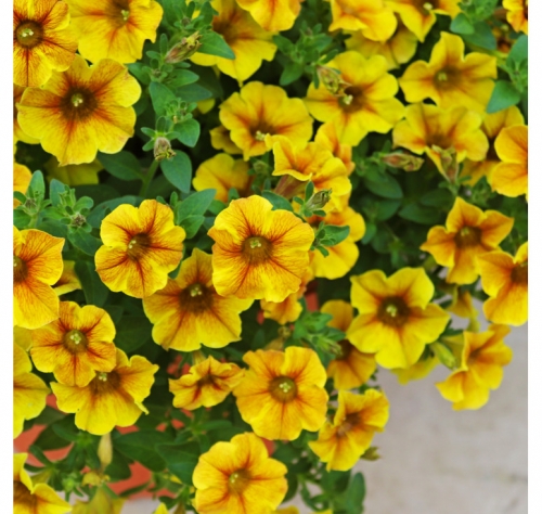 petunia-beautical-caramel-yellow