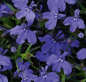 lobeliya-curacao-midnight-blue