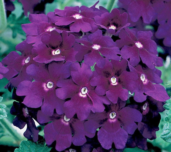 verbena-empress-flair-blue