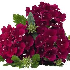 verbena-empress-flair-burgundy