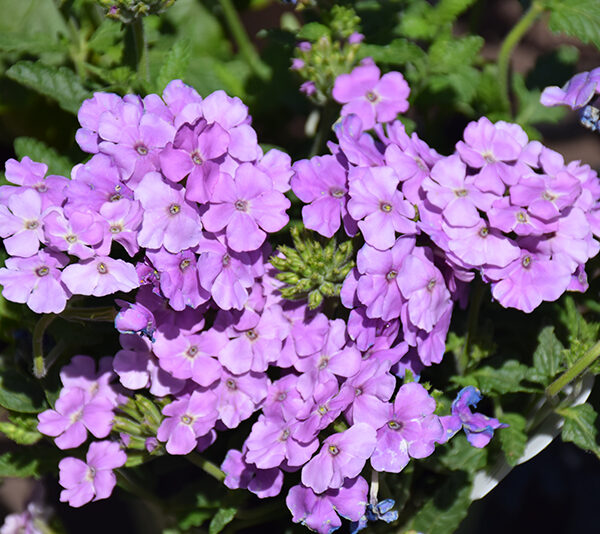 verbena-empress-flair-lavender-blue