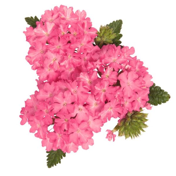 verbena-empress-flair-pink