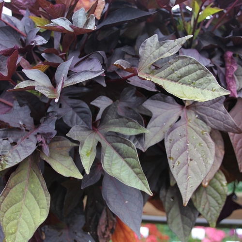 ipomeya-batat-sweet-caroline-purple