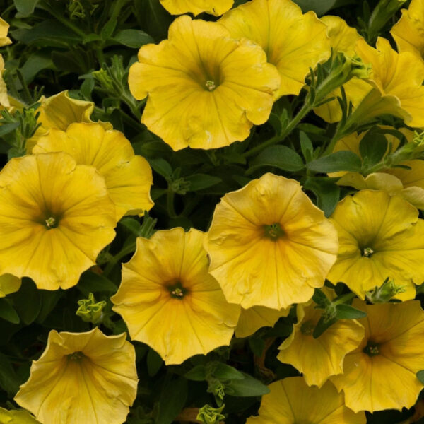petunia-beautical-yellow-sun