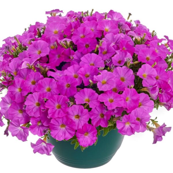 petunia-beautical-pretty-pink