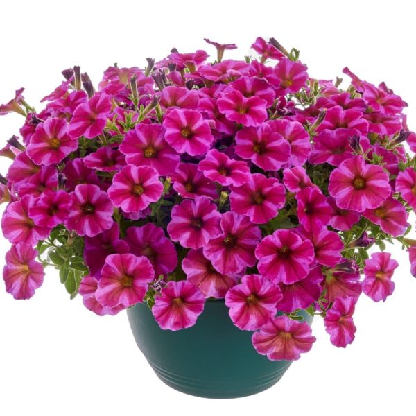 petunia-beautical-rose-star