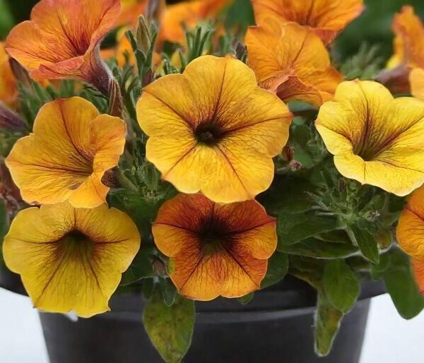 petunia-beautical-sunset-orange