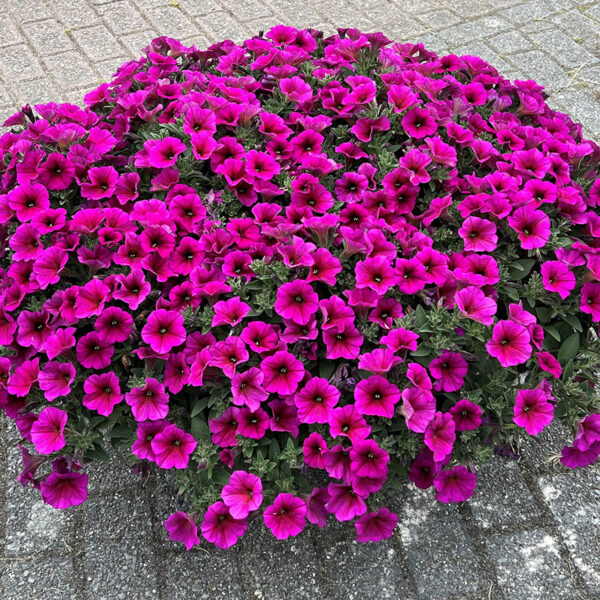 petunia-beutical-purple-dawn