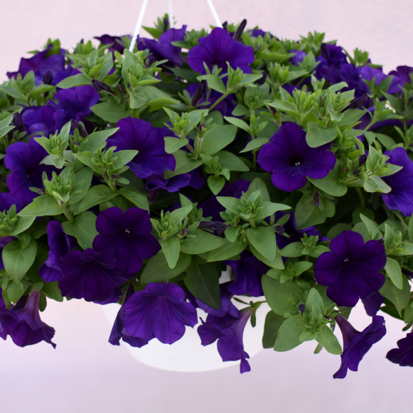 petunia-kuyamba-lilac-blue
