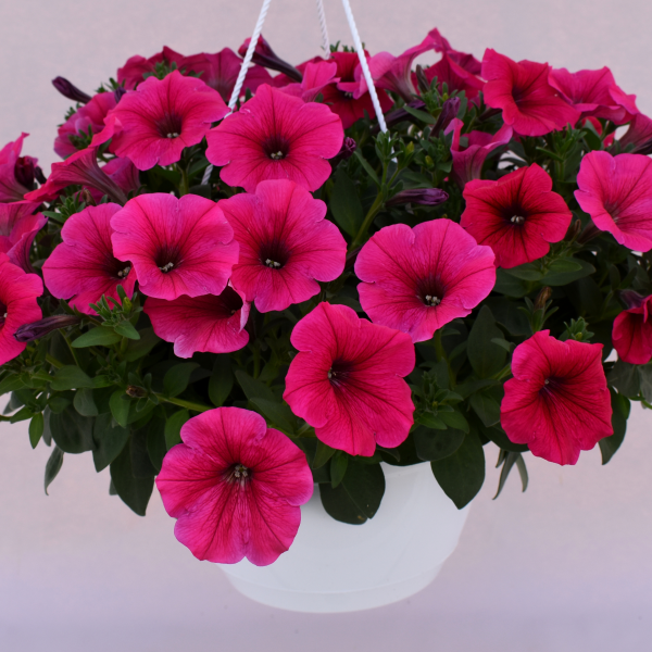 petunia-kuyamba-pink