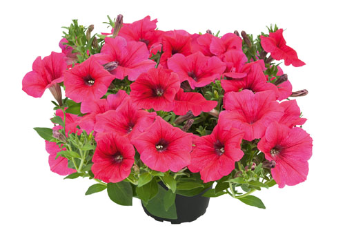 petunia-kuyamba-sweet-pink