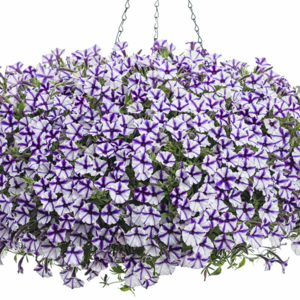 petunia-mini-vista-violet-star