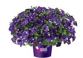 petunia-splash-dance-bolero-blue