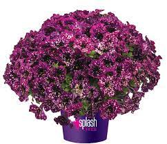 petunia-splash-dance-magenta-mambo