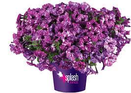 petunia-splash-dance-purple-polka