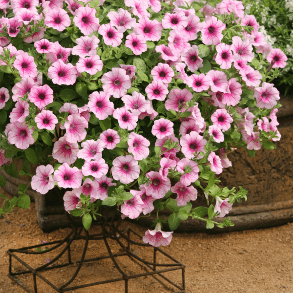 petunia-surfinia-pink-vein