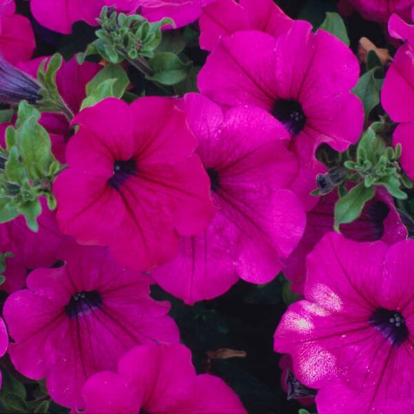 petunia-surfinia-purple