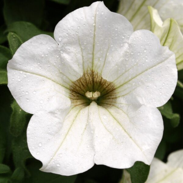 petunia-surfinia-white