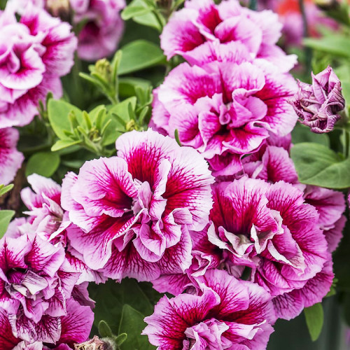 petunia-tumbelina-francheska