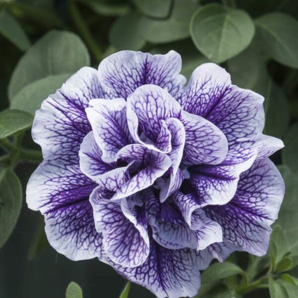 petunia-tumbelina-priscilla