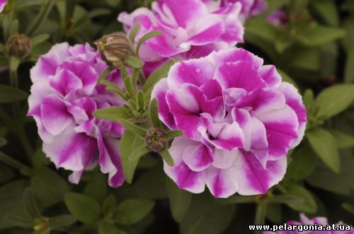 petunia-conchita-doble-amarena-twist