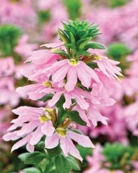 scaevola-ventia-rose