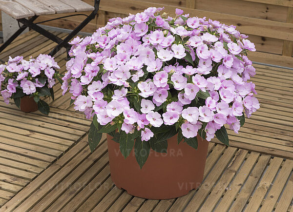 balzamin-sunpatiens-compact-orchid-blush