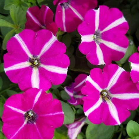 supertunia-sangria-star