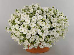 petunia-surfinia-impulz-white