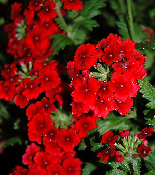 verbena-empress-flair-red-star