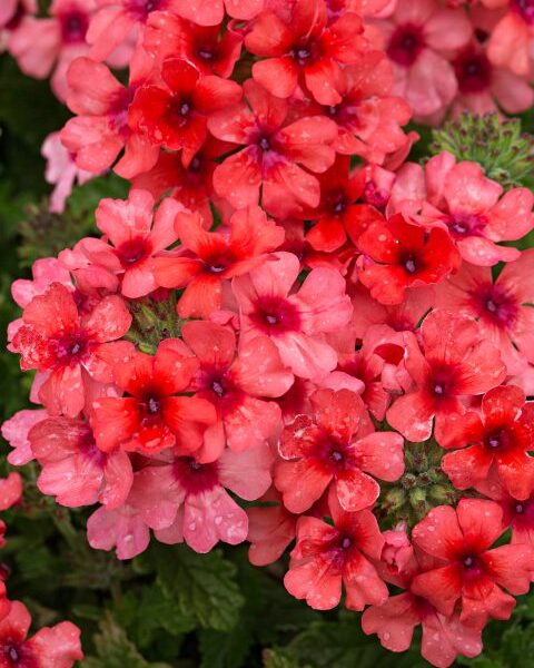 verbena-estrella-lobdterfest