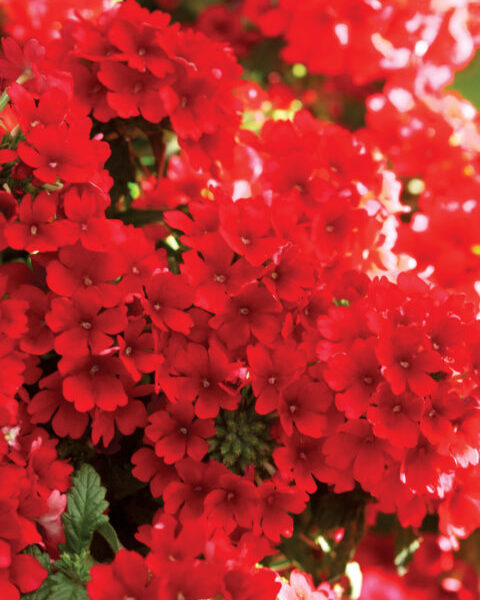 verbena-estrella-red